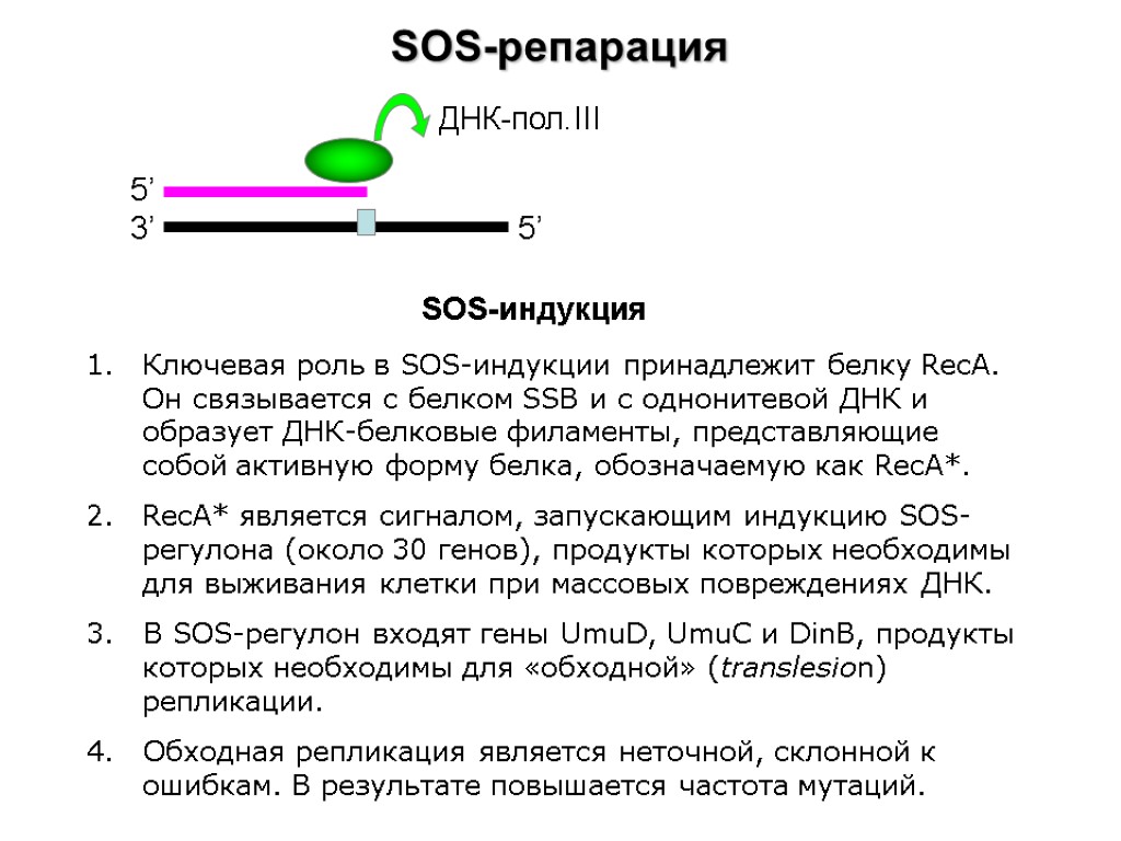 SOS-репарация 3’ 5’ 5’ ДНК-пол.III SOS-индукция Ключевая роль в SOS-индукции принадлежит белку RecA. Он